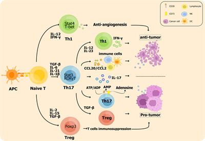 The protective and pathogenic role of Th17 cell plasticity and function in the tumor microenvironment